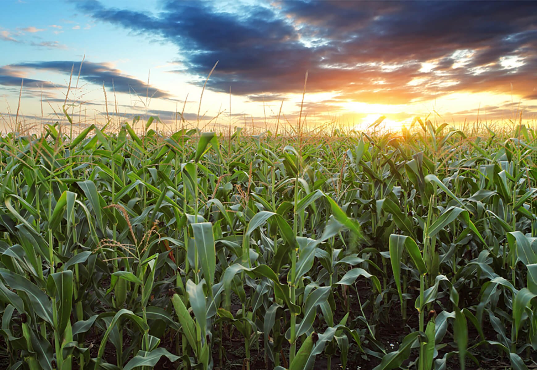 corn field